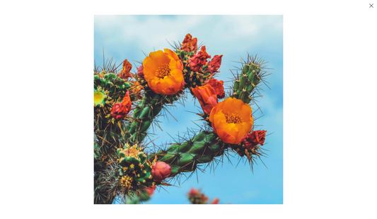 Moon Over Matter Candle - Baja Cactus Blossom